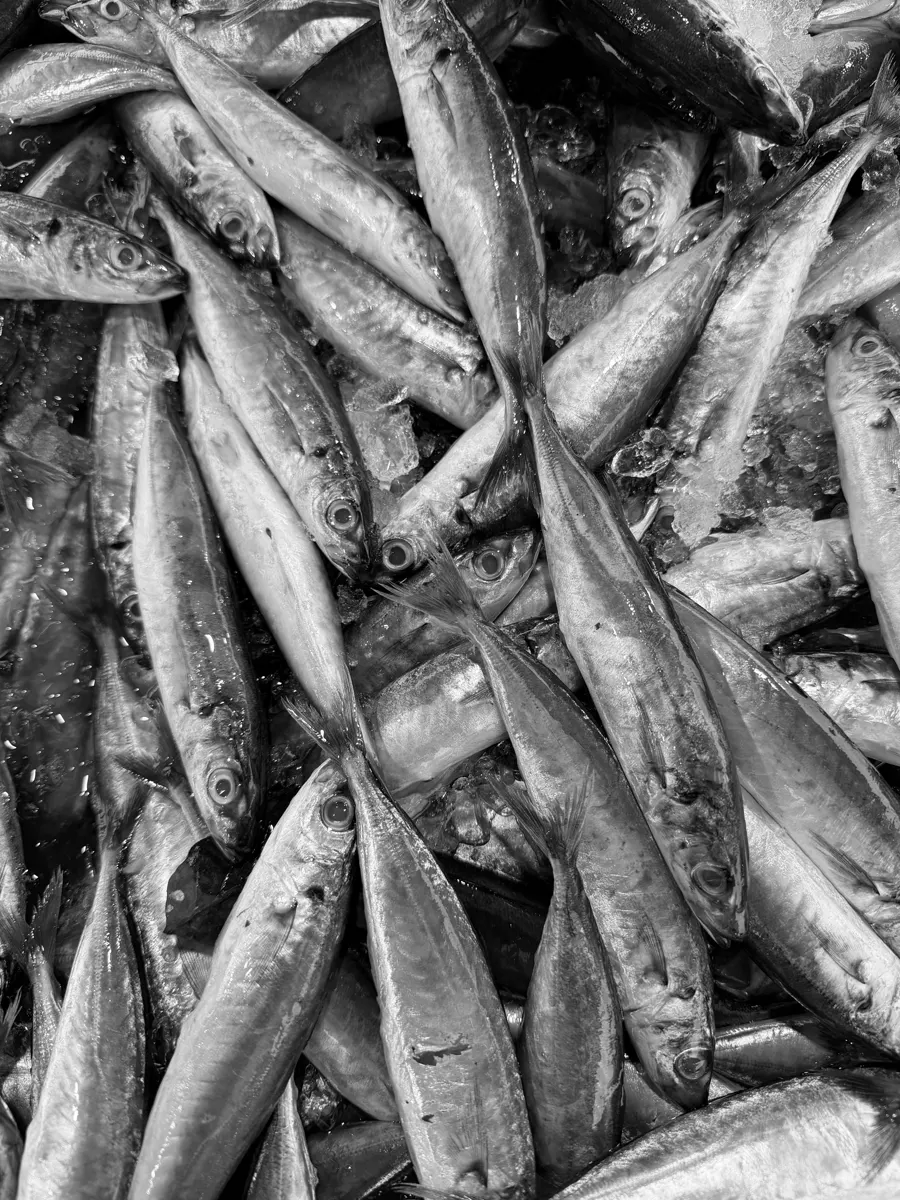 Sardinhas frescas em gelo, na lota.