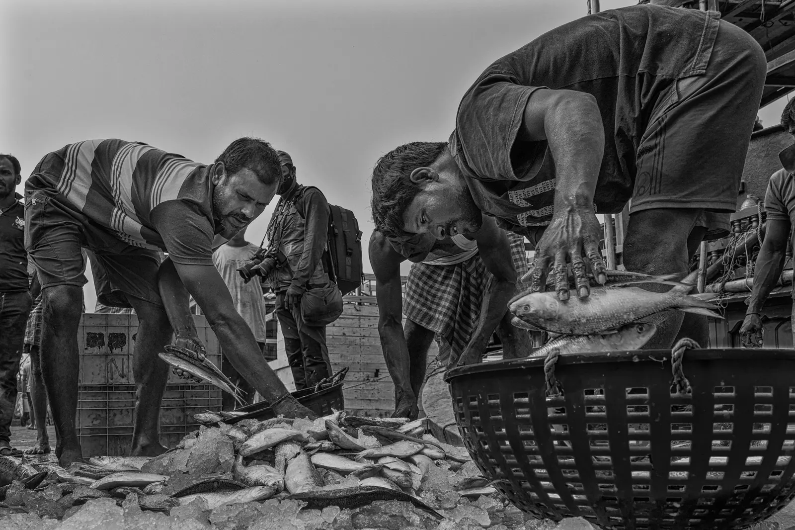 Pescadores a encher cestos de peixe no cais, a preto e branco.