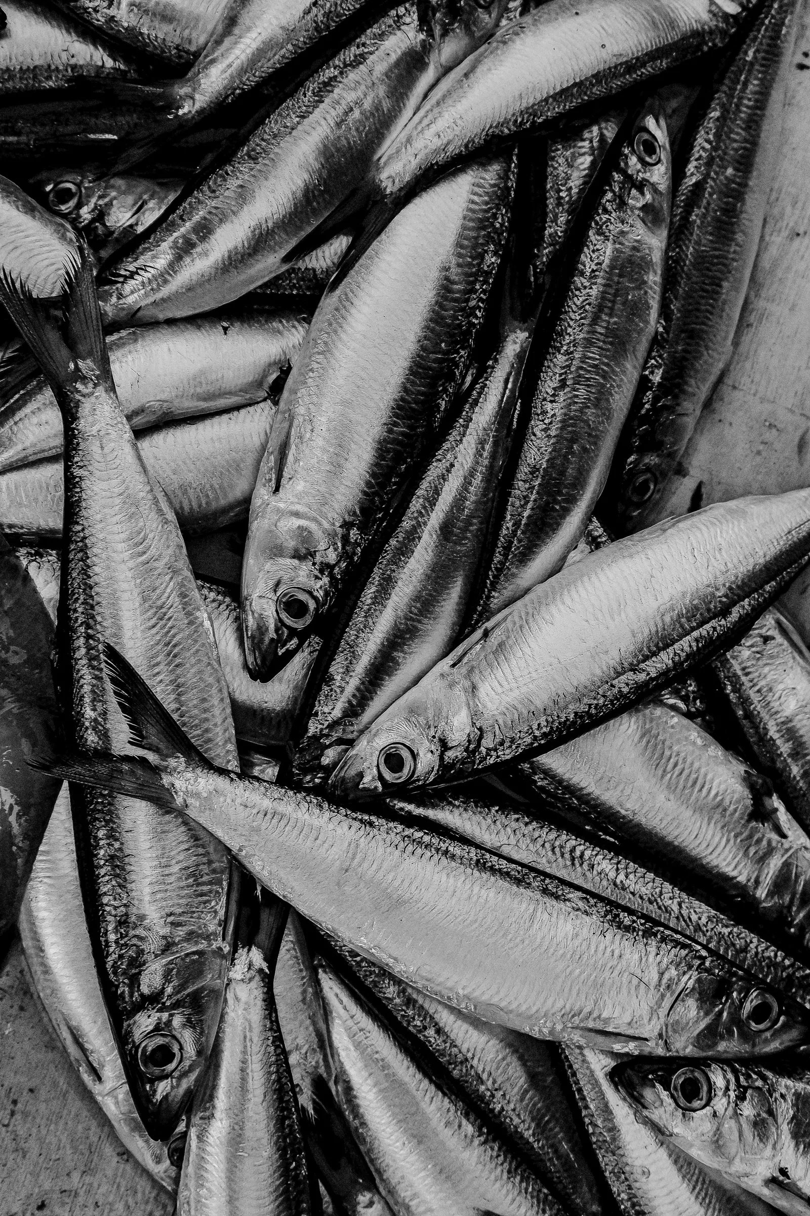 Sardinhas acabadas de pescar, empilhadas, a preto e branco.
